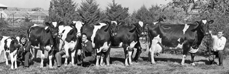Four students with cows, Fall 1939