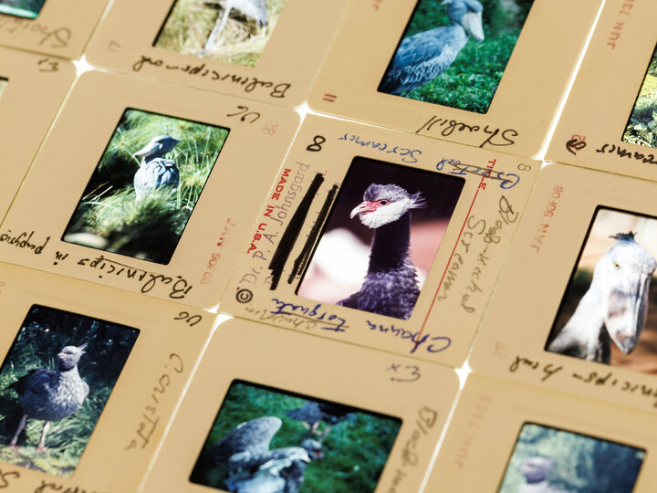 Slides of birds